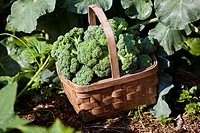 Basket of fresh, organic broccoli in a garden