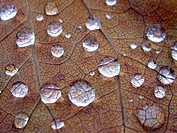 Raindrops on leaf veins