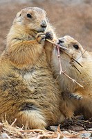 Prairie dogs feeding