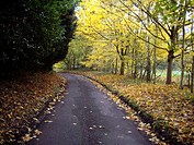Country road in Autumn