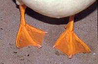 close up of a ducks orange feet Anatidae family showing the webbing used to aid the swimming process
