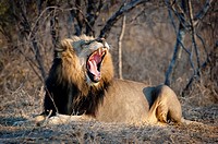 Adult male lion (Panthera leo) yawning, Greater Kruger Park, South Africa