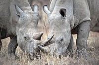 Two White Rhinoceros (Ceratotherium simum), crossing their horns while grazing, Kruger National Park, South Africa
