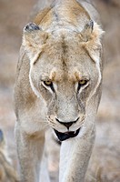 Female lion (Panthera leo) approaching angry, Greater Kruger Park, South Africa