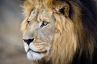 Portrait of a male lion (Panthera leo) with a black mane, Greater Kruger Park, South Africa