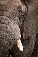 Half portrait of an African bush elephant (Loxodonta africana), Kruger National Park, South Africa
