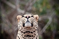 Leopard (Panthera pardus) observing a fly, Kruger National Park, South Africa