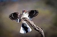 Red-billed hornbill (Tockus erythrorhynchus) landing on perch, Greater Kruger Park, South Africa