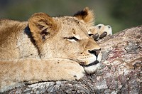 Young male lion (Panthera leo) resting his head on a tree, Greater Kruger Park, South Africa