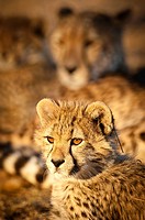 Young cheetah (Acinonyx jubatus) sitting in front of her mother in evening light, Kruger National Park, South Africa