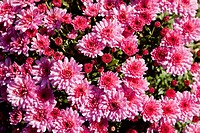 Pink Chrysanthemums, often called mums or chrysanths at Brookside Garden, Montgomery County, Maryland 