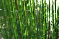 Bamboo (Poaceae)