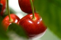 Cherries (Prunus)