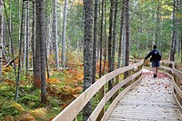 Pondicherry Wildlife Refuge - Mud Pond Trail in Jefferson, New Hampshire USA during the autumn months