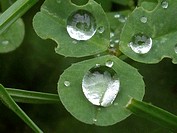Clover with 3 raindrops
