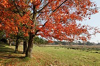Autumn colors, Leersumse veld, The Netherlands