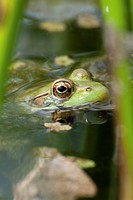 A Green Frog floating in the water of a small pond