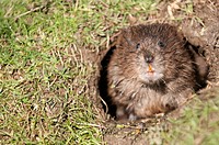 Water vole, Arvicola terrestris at its burrow entrance  the burrow is surrounded by a closely cropped lawn, eaten by the largely herbivorous rodents  ...