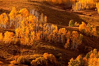 Aspens reach their fall color peak in the San Juan Mountain range in early October