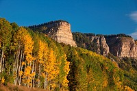 Aspen color in autumn