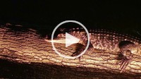 Alligator crawling on log in water.