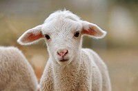 Merino lamb, Badajoz province, Extremadura, Spain