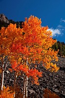 A blazing Aspen during autumn in the San Juan Mountains of Colorado