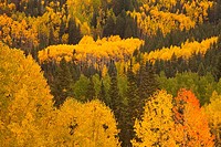 Aspens in Autumn in the Rocky Mountains of Colorado