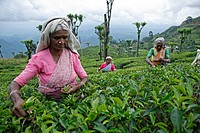 Tea picker walking in a tea plantation in Nuwara Eliya, Sri Lanka