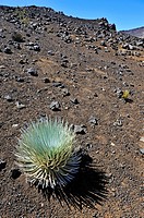Rosette of endemic Silversword flower or ahinahina Argyroxiphium sandwicense, Haleakala crater, Maui Island, Hawaii Islands, USA