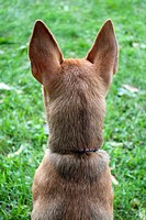 The back of a Puppy´s head and ears as he stares into the distance