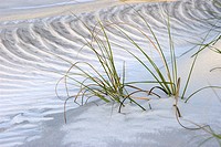 Beach grass on Crescent Beach, FL, USA