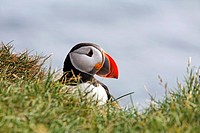 Puffin at Latrabjarg, West Fjords, Iceland