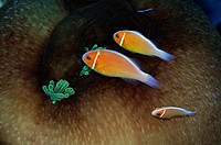 Three pink anemonefish, Amphiprion periderion, share the same host anemone, Pohnpei, Federated States of Micronesia.