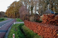 Autumn colors along country road, The Netherlands