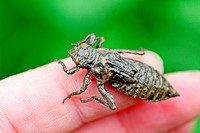 Emerging dragonfly larvae on photographer´s hand  Live larvae of Club-tailed Dragonfly Gomphus vulgatissimus crawling on the photographer´s hand just ...