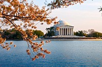 Jefferson Memorial In Washington DC with cherry blossom tree