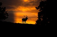 Sunset with Red Deer, Cervus elaphus, Bradgate Park, Charnwood forest, Newtown Limford, Leicestershire, England, Europe