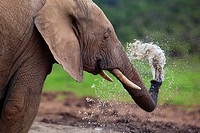 A young elephant Loxodonta Africana Sprays himself with water at Hapoor Dam in Addo Elephant National Park, South Africa