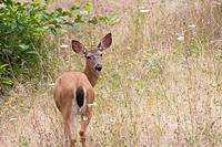 A female black-tailed deer in the forests of Oregon