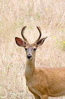 A male black-tailed deer in the forests of Oregon
