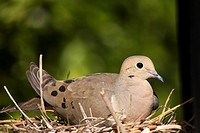 A female mourning dove sits on her nest in Southern California