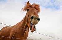 An Icelandic horse makes funny facial expressions