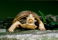Female Common Box Turtle (Terrapene carolina) making eye contact as she walks in garden on stone pathway
