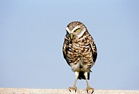 Burrowing owl (Athene cunicularia) looking - no nonsense! Florida, USA