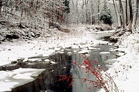 Grindstone creek in winter with American holly berries add a touch of red, Missouri USA