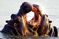 Hippopotamus Hippopotamus amphibius - Two bulls at an ´educational´ play fight  Noticeable the larger size of the bull on the left  Sunset Dam, Kruger...