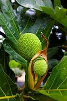 Breadfruit tree, Maui Nui Botanical Gardens, Kahului, Maui, Hawaii, USA