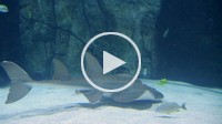 Shark ray swimming in aquarium with other sea life.