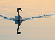White swan swimming in the lake, the evening sun.